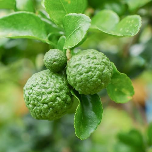YouGarden Citrus 'Kaffir Lime' Tree, Established Plant in 4L Pot, Approximately 70-90cm Tall Tree, Ready to Plant, Grow in Patio Pots and Containers, Grow Your Own Limes