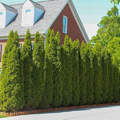 Brighter Blooms - Emerald Green Arborvitae, 1-2 Feet - Live Plant - No Shipping to AK, AZ, HI, OR