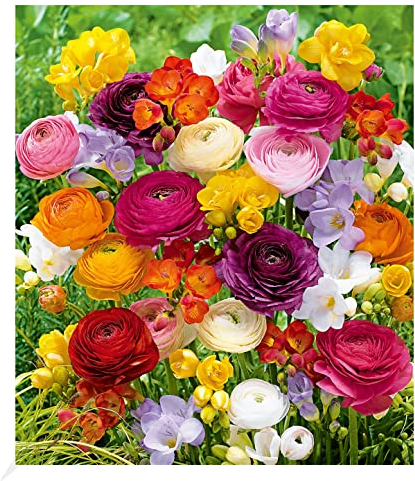 BALDUR Garten Freesien- & Ranunkel-Mix Butterfly Beauty, 35 Zwiebeln Prachtmischung, Blumenzwiebeln, pflegeleicht, Wasserbedarf gering, blühend, Freesia, Ranunculus asiaticus
