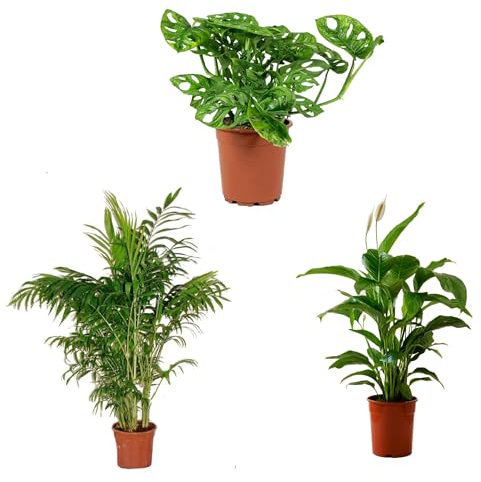 Mix Plant Indoor- PAck 3 plantes d'intérieur naturelles (P-3: Spathiphyllum + Monstera + Chamaedorea)