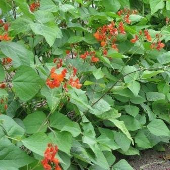 50 semi di fagiolo rampicante scarlatto - Phaseolus Coccineus