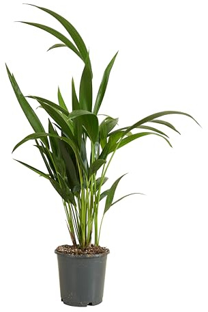 Bloomique - Howea forsteriana - Palmera Kentia - Planta de interior - Purificadora del aire - Apta para mascotas - Altura 40-60 cm - Maceta 13 cm