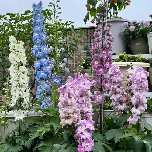 Rittersporn(Consolida ajacis),kletterpflanzen langer Blütezeit für eine gartenpflanzen schnell wachsender kletterpflanzen winterhart mehrjährig 350Samen