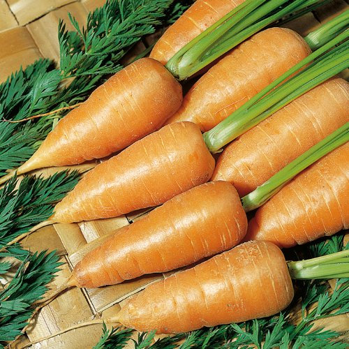 Suttons - Carrot Seeds - Chantenay Red Cored 2