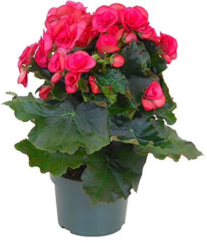 Begonia Elatior Flores de Color Rosa Planta Natural