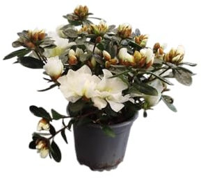 DECOALIVE Azalea Blanca Natural – Planta de Exterior Resistente y Elegante