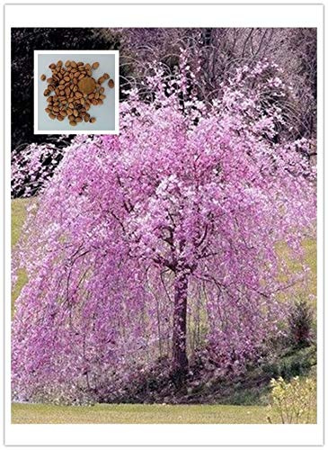 20 bonsái de cerezo llorón rosa Fontana Giardino Domestico di DIY Nano Albero Bonsái: el paquete contiene semillas