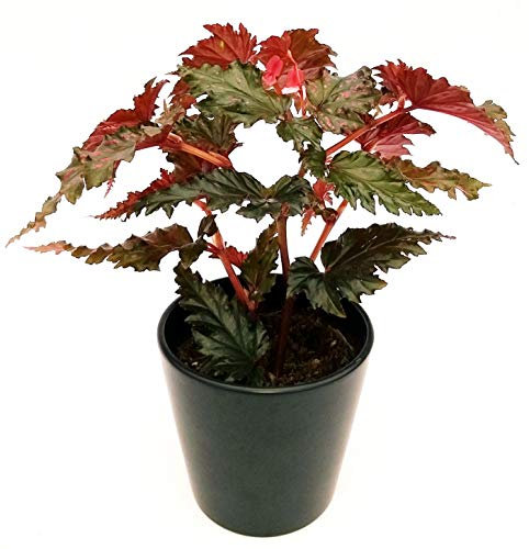 POWERS TO FLOWERS - BEGONIA REX WINGS SERRATIPETALA WING IN VASO CERAMICA NERO OPACO, pianta vera