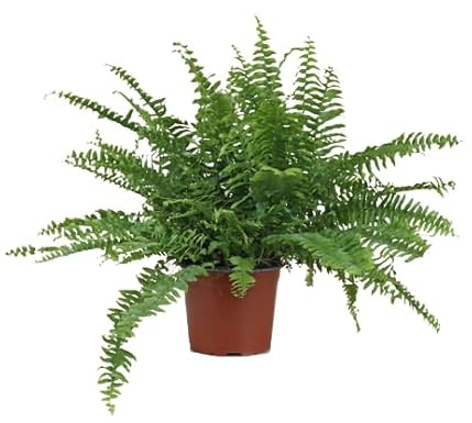 Helecho Hembra Natural Planta de Exterior para Jardines y Patios