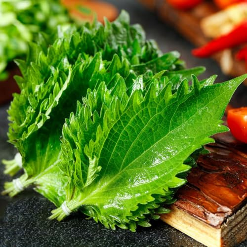Semi di Perilla Shiso - semi di aromatiche vecchie varietà balcone serra aromatiche da giardino resistenti per il 300pcs