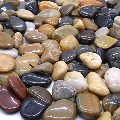 Premium Pebbles Rocas para plantas. Piedras pulidas decorativas de colores mixtos. 1 a 2 pulgadas - 10 libras para plantas, jardín, paisajismo, suculentas, macetas (MD (1 a 2 pulgadas), colores mixtos