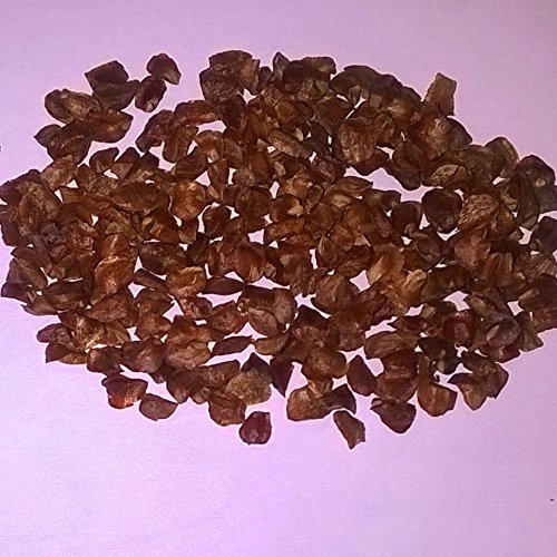 Kashmir Cypress, Cupressus cashmeriana Conifer Tree Seeds (100)