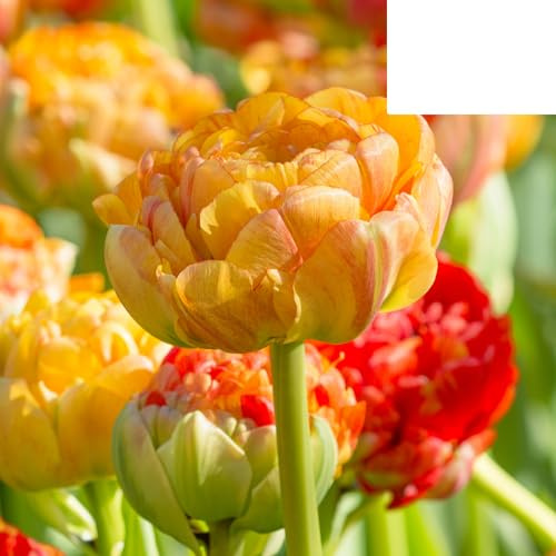 Bulbi di tulipano 'Gudoshnik Double' | 20 pezzi | Tulipano giallo arancio e rosso a fiore doppio - 30-50cm - Ø5cm - bulbo di fiore - Pianta da giardino