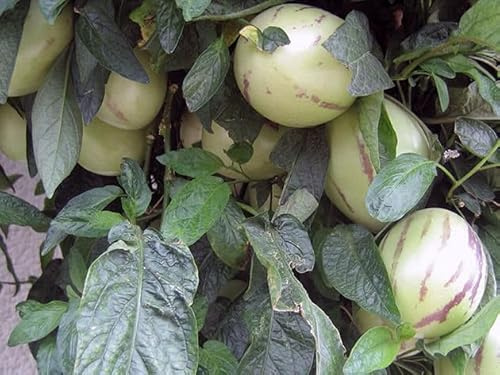 SOLANUM MURICATUM, Pianta di Melone Pepino, vs16, frutto Pepino