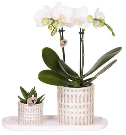 Le Chic - Planta de orquídea blanca Phalaenopsis Amabilis y suculentas, incluye macetas de cerámica en bandeja orgánica crema
