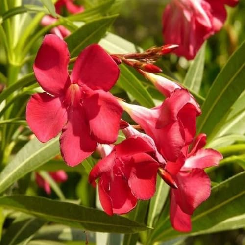 100pcs Oleander Flower Seeds
