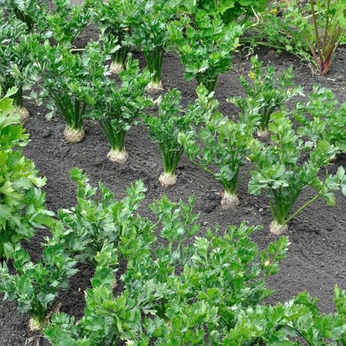 semillas de apio tallos de apio nabo variedades antiguas orgánico interior variedades antiguas jardín rocas Parterres 800pcs