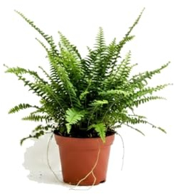 Helecho de Boston Planta Viva Nephrolepis Exaltata DECOALIVE para Crear Ambientes Frescos con Maceta 17 cm Diámetro y Altura 50 cm