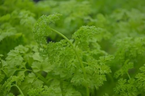 Bolly Bulbs® Organic Curled Chervil Seeds x 1000