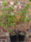 Grand hortensia paniculata Phantom Pot de 2 litres 70-80 cm de haut pour arbuste rustique Blanc