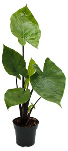 Exotenherz Alocasia Black Cobra - Cobra negra, orejas de elefante, hoja de sauce, maceta de 14 cm