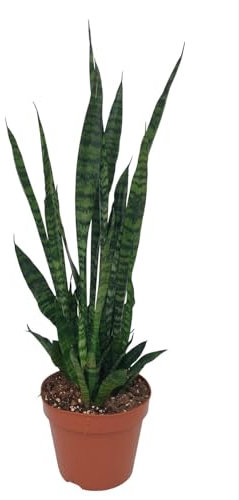 Sansevieria Zeylanica - 65-75cm - Ø17cm - Pianta d'appartamento - Sempreverde - Cactus e piante grasse