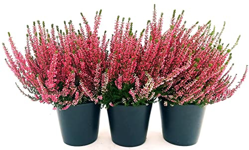POWERS TO FLOWERS - ERICA CALLUNA ROSSA 3 PIANTE V12CM, piante vere