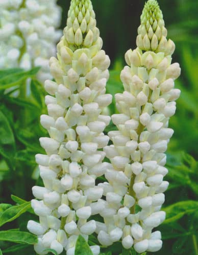 Lupinen Noble Maiden 3 Wurzelstöcke Winterhart Staude Lupine