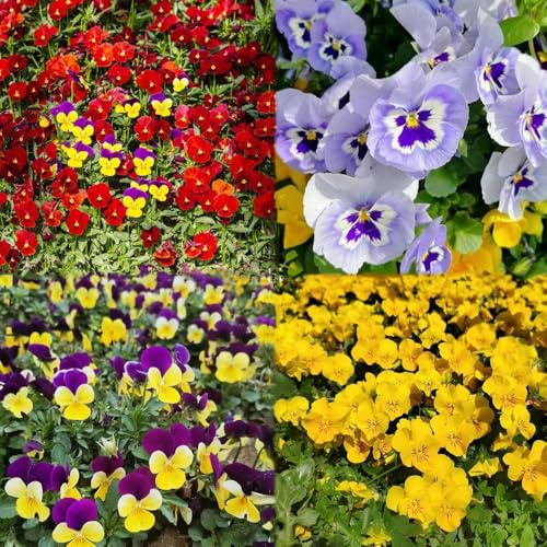 550 piezas semillas de pensamiento perenne - semillas de silvestres perennes resistentes, jardín para hombres, primavera resistentes para jardín,