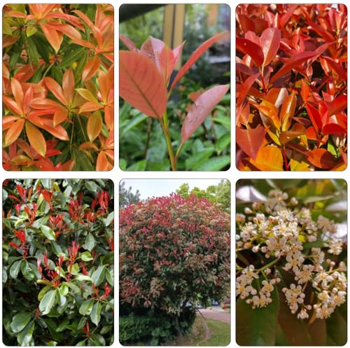 semillas Photinia del petirrojo rojo jardín interior cortadas jardín resistentes para jardines rocas resistentes Petirrojo rojo Photinia 40pcs