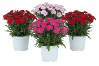Set Esencia Floral – Cuatro Claveles Naturales en Maceta | Lote de 4 Claveles Naturales DECOALIVE para Interior y Exterior