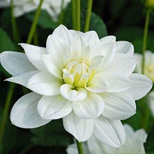 Genipap 60 piezas de semillas de dalia blancas