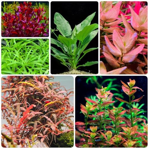 Wasserpflanzen, ausgefallene geschenke pflanzensamen Wassergras, Aquarium, garten geschenk alte sorten teichpflanzen winterhart balkonpflanzen 200Samen