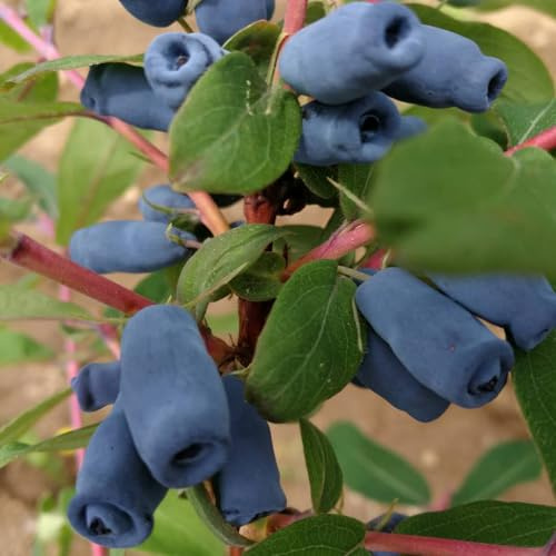 Semi di mirtillo siberiano, giardino resistenti frutteto mirtillo per giardinieri semi di acquistare 200pcs