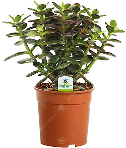 Crassula OvataMinor - 1 Pianta - Casa/Ufficio Viva Albero dei Soldi Albero di Giada per Interni