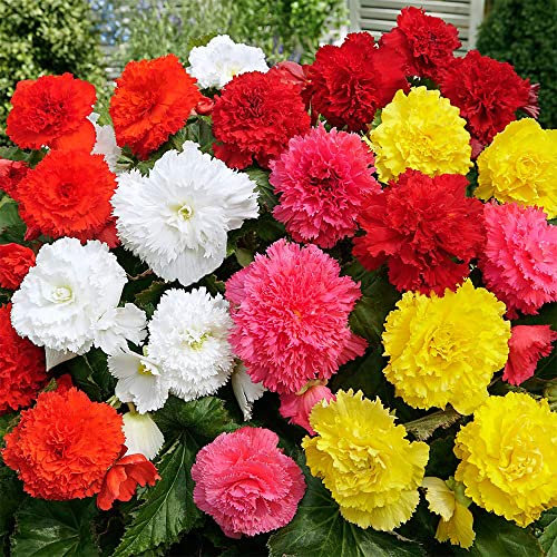 schone 3 x Begonia Mixed - Fabulous Mix of Bold Blooms - Summer Flowering Bulbs - Perennials - for Your Beautiful Garden (3 x Begonia Fimbriata Mixed)
