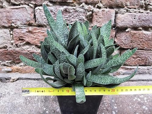 Gasteria duval 25cm, cactus, plante succulente