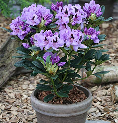 INKARHO - Großblumige Rhododendron Blue Jay 30-40cm - Alpenrose - lebende Gartenpflanze aus den Baumschulen