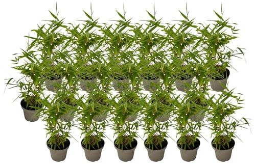 Plant in a Box - Bambù - 18 pezzi - Fargesia nitida 'Black Dragon' - Altezza 25-40cm - ⌀14cm