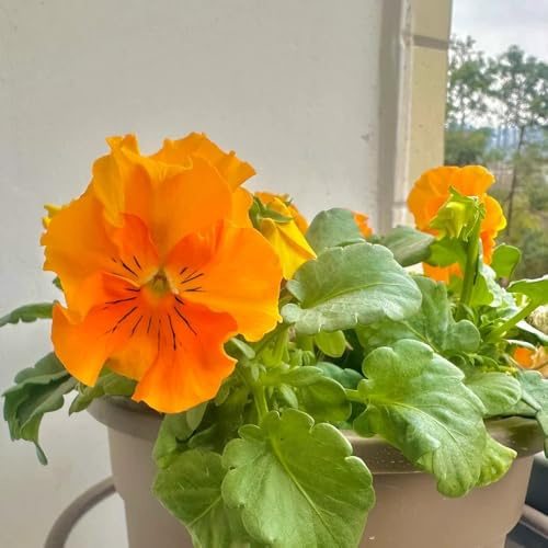 Semi di viola cornuta resistenti, giardino Viola cornuta, rare di viola cornuta di giardino, 200pcs