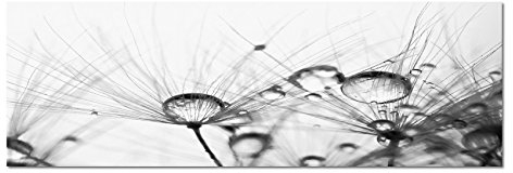 Leinwandfoto als Panorama SCHWARZ/WEISS 120x40cm Pusteblume Wassertropfen Tau
