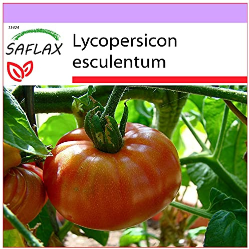 SAFLAX - Tomato - Pink Brandywine - 10 Seeds - Lycopersicon esculentum