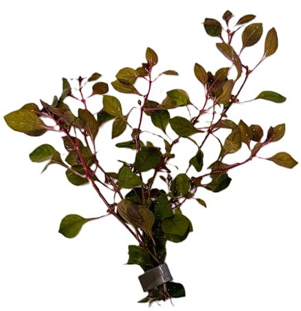 WASSERPFLANZEN WOLFF - ein Bund Kleine Tiefrote Ludwigie/Ludwigia sp. MINI Super Red - Super Rot, pflegeleicht, Kleine Aquarien, Nano-Cube | Aquascaping