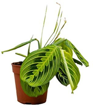 PLNTS - Maranta Lemon Lime (Gebetspflanze) - Zimmerpflanzen, Pflanzen Echt, Nachhaltige Verpackung - 12cm Topf - Höhe 25cm - Direkt von der Gärtnerei