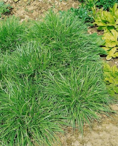 Carex flava 9x9 cm Topf – Winterhart, Mehrjährig, Pflegeleicht – Gelbe Segge – Sumpfpflanze für Teichrand & Feuchtbeet