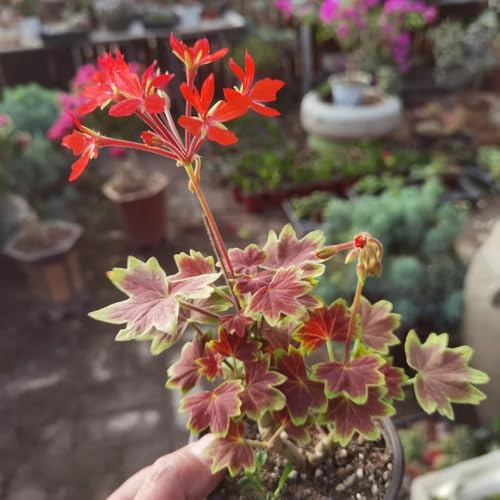 Geranios colgantes - Pelargonium - de balcón cortadas Decoración de sala estar con camas elevadas jardín balcón primavera, resistentes en macetas 300semillas