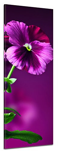 Bilderdepot24 Bild auf Leinwand | Stiefmütterchen in 40x120 cm als Panorama Wandbild XXL | Wand-deko Dekoration Wohnung modern Bilder | 170689-40x120