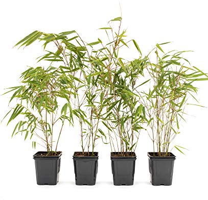 4 Stk. Bambus Fargesia rufa winterhart, immergrün und schnell-wachsend, 30/40 cm hoch, im Topf (4)