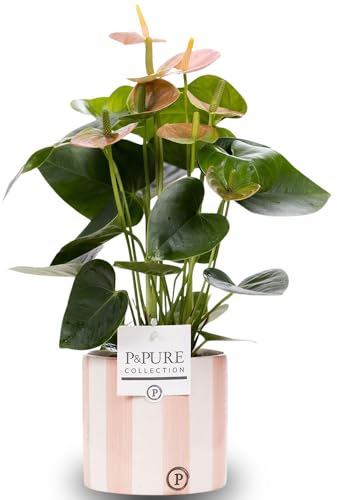 Anthurium Pink Plant With Pot For Clean Air, Indoor Houseplant For Office, Home, Bedroom, Kitchen, Living Room Decor UK
