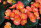 freschi nuovi 100 pezzi di semi di fiori di Begonia Carnival arancioni